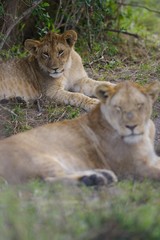 African Lions