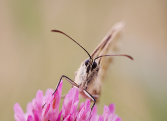 sucker - butterfly on the flower