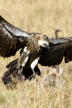 African Vultures