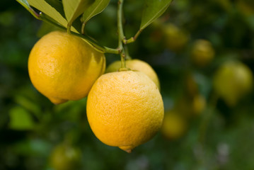 The Lemon Tree
