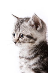 British kitten isolated on white background