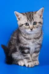 Naklejka na ściany i meble British kitten on blue background