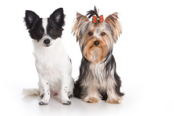 Yorkshire terrier and chihuahua on white background