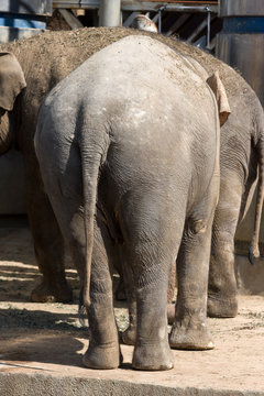 Big elephant ass