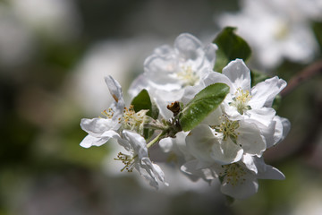 Branch of apple-tree