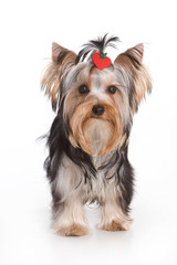 Yorkshire terrier isolated on white background