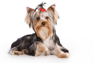 Yorkshire terrier isolated on white background