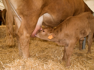 Calf Feeding From Cow