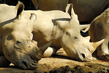 Rhinoceros lying in the sun in the Singapore Zoological Gardens