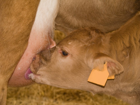Calf Feeding From Cow