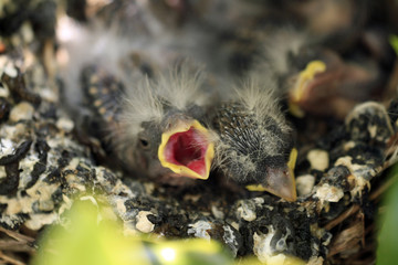 Baby birds