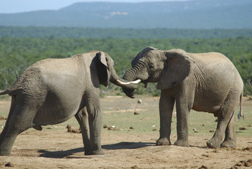 Fighting of two elephants males in South Africa
