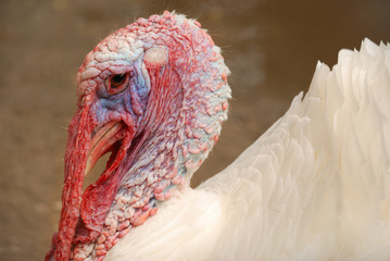 The turkey-cock