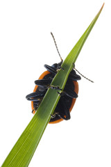 bug