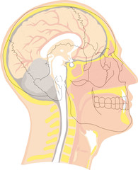 t&ecirc;te humaine - vue en coupe