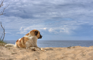 Dog looking at the sea