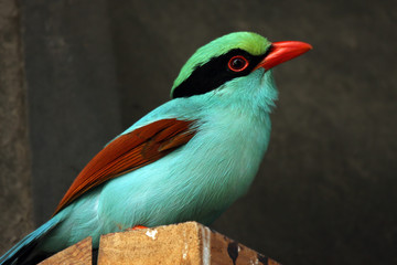 Colorful Magpie