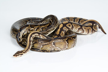 Python