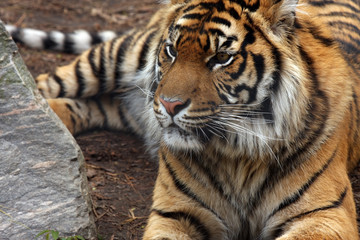 Fototapeta na wymiar Curious Tiger