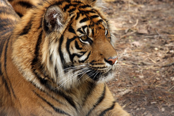 Profile Of A Sumatran Tiger