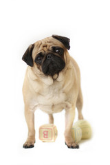 Obraz premium Female Pug