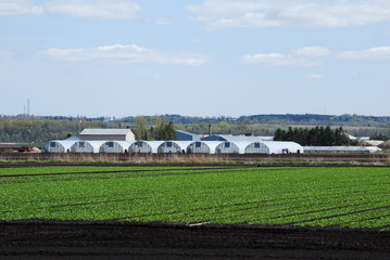 Greenhouses and planted fields