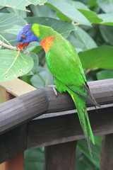 Parrot