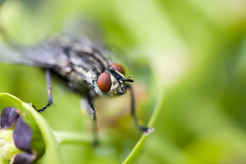 fly