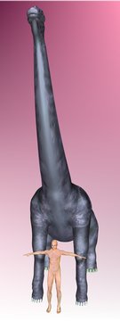 Mann und Brachiosaurus (Gr&ouml;&szlig;envergleich)