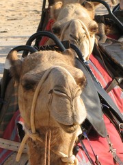 Camel train at Cable Beach, Broome, Western Australia