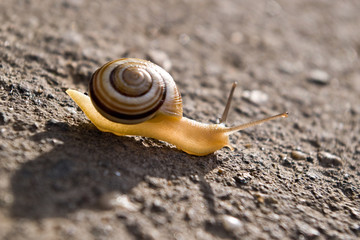 snail in sunlight