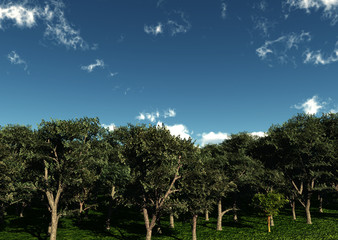Fototapeta premium Trees 4