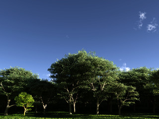 Fototapeta premium Trees 4