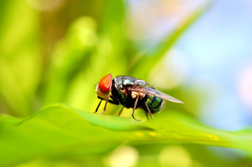 fly