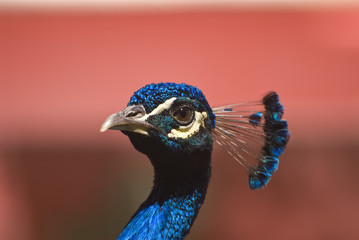 Fototapeta premium Indian Blue Peacock (Pavo Cristatus)