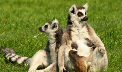 lemurs