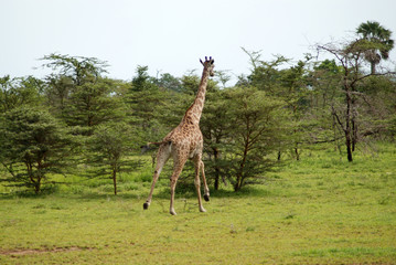 Giraffe