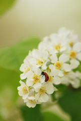 Obraz premium butterfly on spring sakura