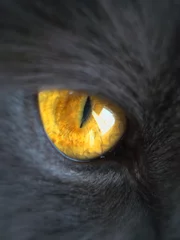 Fensteraufkleber Panther Katzenauge
