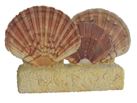 1675 - Bibelot, coquillages (trac&eacute; de d&eacute;tourage inclus)