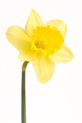 Pretty yellow daffodils isolated on white background 
