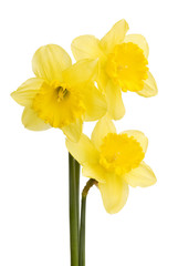 Pretty yellow daffodils isolated on white background 