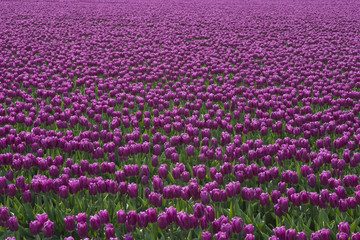 Purple Tulips