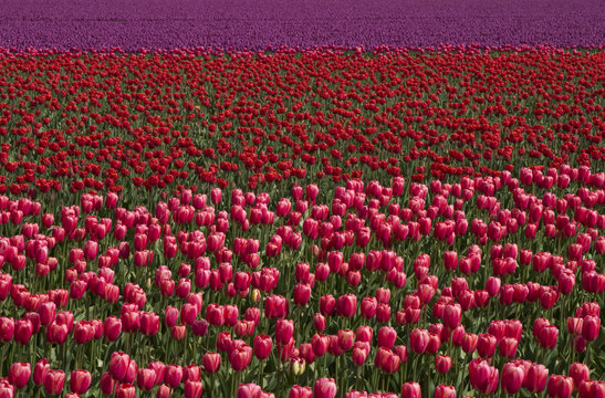 Field of Tulips