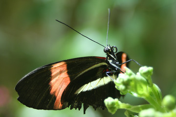 Closeup Butterfly