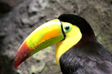 Toucan