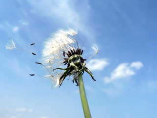 dandelion blowing in the wind