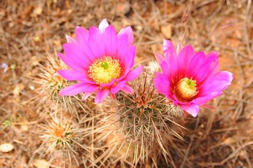 Hedge Hog Cactus Flower