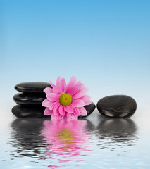 Stones and flower © Mykola Velychko