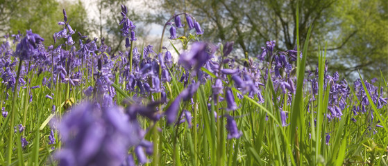 bluebells panorama